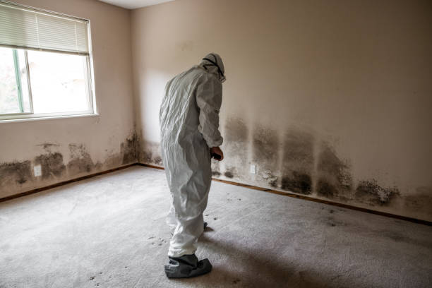 Why You Should Choose Our Mold Remediation Services in Lake Los Angeles, CA